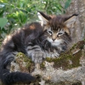 Chat Maine Coon proposée par l’élevage Chatterie de la croix Lorraine.