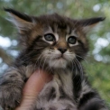 Chaton Maine Coon de race  en région Occitanie.
