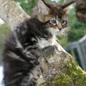 Maine Coon disponible en Haute-Garonne