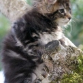 Chaton Maine Coon de race – prix 1450 €.