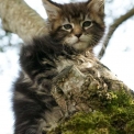 Maine Coon disponible en Haute-Garonne