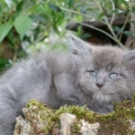 Chaton Maine Coon de race  en région Occitanie.