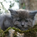 Maine Coon disponible en Haute-Garonne