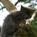 Chat Maine Coon proposé par l’élevage Chatterie de la croix Lorraine.