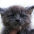 Chaton Maine Coon de race  en région Occitanie.