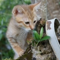 Chat Chat Savannah proposé par l’élevage Chatterie de la croix Lorraine.