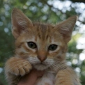 Chat Savannah disponible en Haute-Garonne