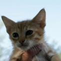 Chaton Chat Savannah de race  en région Occitanie.