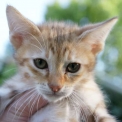 Chaton Chat Savannah de race  en région Occitanie.