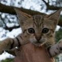 Chat Savannah disponible en Haute-Garonne