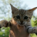 Chat Savannah disponible en Haute-Garonne