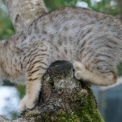 Chat Chat Savannah proposée par l’élevage Chatterie de la croix Lorraine.
