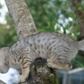 Chaton Chat Savannah de race – prix 1850 €.