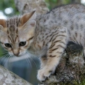 Chat Savannah disponible en Haute-Garonne