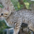 Chat Chat Savannah proposée par l’élevage Chatterie de la croix Lorraine.