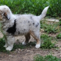 Chien Berger américain miniature proposé par l’élevage Les Diablotins de Nooch.