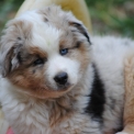 Chien Berger américain miniature proposé par l’élevage Les Diablotins de Nooch.