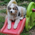 Chien Berger américain miniature proposé par l’élevage Les Diablotins de Nooch.