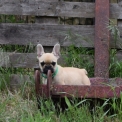 Bouledogue Français disponible en Ardèche