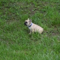 Chiot Bouledogue Français de race  en région Auvergne-Rhône-Alpes.
