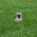 Bouledogue Français disponible en Ardèche