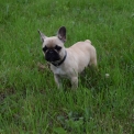 Chiot Bouledogue Français de race  en région Auvergne-Rhône-Alpes.