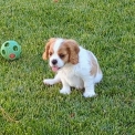 Chien Cavalier King Charles proposé par l’élevage Des Rompudes de Beauvoir.