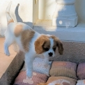 Chiot Cavalier King Charles de race – prix 1500 €.