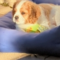 Cavalier King Charles disponible dans le Gard