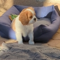 Chien Cavalier King Charles proposé par l’élevage Des Rompudes de Beauvoir.