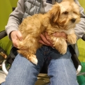 Chiot Bichon Havanais sans pedigree  en région Bourgogne-Franche-Comté.