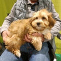 Chiot Bichon Havanais sans pedigree – prix 1000 €.