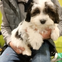 Chien Bichon Havanais proposé par l’élevage la ferme des Carons.