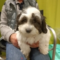Chiot Bichon Havanais sans pedigree  en région Bourgogne-Franche-Comté.