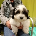 Chiot Bichon Havanais sans pedigree – prix 1000 €.