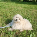 Chiot Bichon Havanais  vendre au prix de 1100  vaccin et identifi.