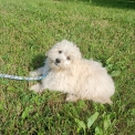 Chiot Bichon Havanais  vendre au prix de 1100  vaccin et identifi.