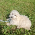 Chiot Bichon Havanais  vendre au prix de 1100  vaccin et identifi.