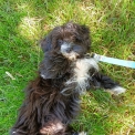 Chiot Bichon Havanais sans pedigree  en rgion Bourgogne-Franche-Comt.