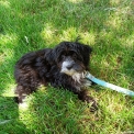 Chiot d'apparence de race Bichon Havanais  adopter.