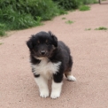 Chiot Colley Shetland sans pedigree  en rgion Hauts-de-France.
