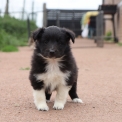 Chiot Colley Shetland sans pedigree  en rgion Hauts-de-France.