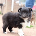 Chien Colley Shetland propose par llevage Domaine des terres lorginoise.