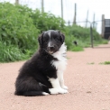 Chiot Colley Shetland sans pedigree  en rgion Hauts-de-France.