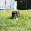 Chiot Colley Shetland sans pedigree  en rgion Hauts-de-France.