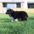 Chiot d'apparence de race Colley Shetland  adopter.