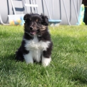 Cette petite femelle Colley Shetland propose  l'achat est ne le 24/03/2025.