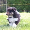 Colley Shetland disponible dans le Pas-de-Calais