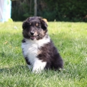 Chiot Colley Shetland  vendre au prix de 850  vaccin et identifi.