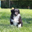 Chiot Colley Shetland sans pedigree  en rgion Hauts-de-France.